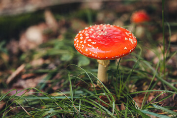 Raw Amanita muscaria mushrooms in the forest