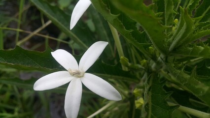 Obraz premium Photo of nature flower white daisy purple pink Stock photo of nature plant white daisy flower