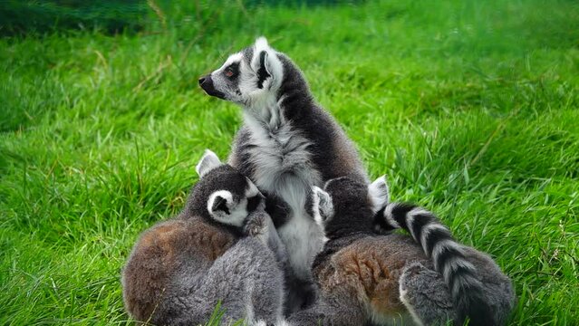 mother ring-tailed lemur feeds two children on the green grass. slow motion