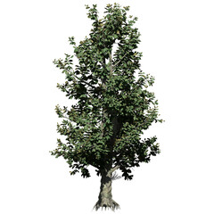 Southern Magnolia Tree – Front View © Elathi