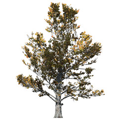 Sugar Maple Tree – Front View