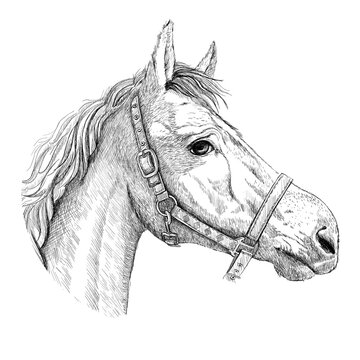 Horse profile portrait sketch graphic