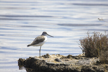 Cavaliere d'Italia -uccello acquatico nella laguna di Venezia