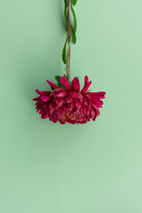 On a mint background, a red aster is at the top of the photo. Place for text. Flower photo.