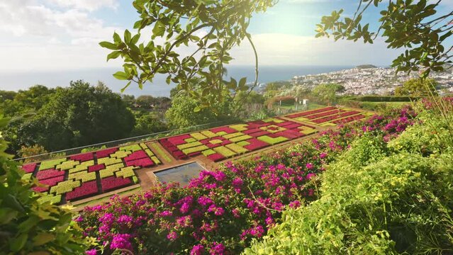 Camera moves between colorful flowers in botanical garden of Funchal, Madeira. Gorgeous sunny view of the diverse vegetation of the island Madeira and Funchal city. Gimbal shot, 4K