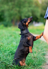 A black dwarf dachshund dog stands on its hind legs. The dog is holding the master's leg, against a background of blurred green grass and trees. A beautiful dog has a collar around its neck.