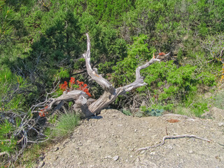 The Chaotically Twisted, Knotty Trunk of a Withered Juniper On a Hill at The Edge of a Small Grove