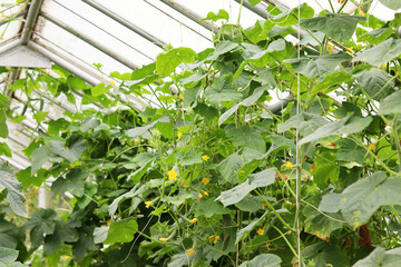 Cucumbers grow in a greenhouse. Growth and flowering of cucumbers. Growing organic products. The concept of an organic farm. selective focus
