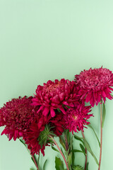 On a mint background, a large bekt of red asters. vertically. Place for text. Flower photo.
