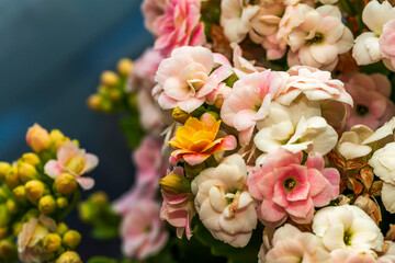 Bright pink Widow's-thrill flowers (Kalanchoe blossfeldiana)