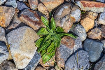 Fototapeta na wymiar High angle view of weed growing in between the stones