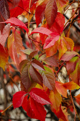 Autumn colored red leaves of wild grapes plant in fall season natural background