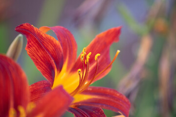 macro close up of a red and yellow flower