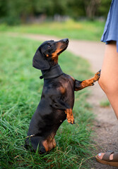 A black dwarf dachshund dog stands on its hind legs. The dog is holding the master's leg, against a background of blurred green grass and trees. A beautiful dog has a collar around its neck.
