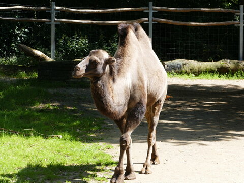 Bactrian Camel (Zoo Dortmund, North Rhine-Westfalia, Germany)
