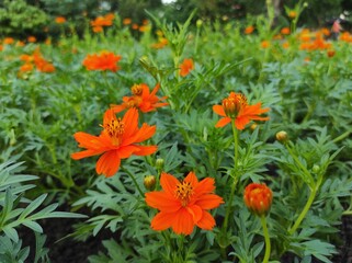 Cosmos sulphureus or sulfur kenikir blooms on a blurred background