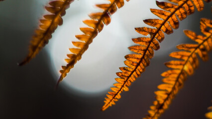 Macro de feuilles de fougère oranges, photographiées pendant le crépuscule