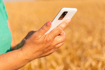 Female farmer hands in ripe wheat field and using mobile phone, selective focus.Summer day.