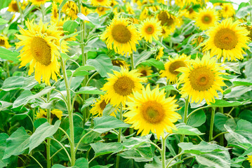 Obraz premium Sunflower field.Sunflowers blooming.Beautiful background. Selective focus.Close up.