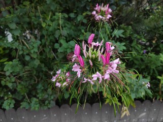 Cleome spinosa, called the spiny spiderflower, is a species of flowering plant in the genus Cleome