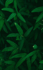 Dark green leaves nature background. Sensitive plant. Mimosa pudica, Sleepy plant, Dormilones, Shy plant