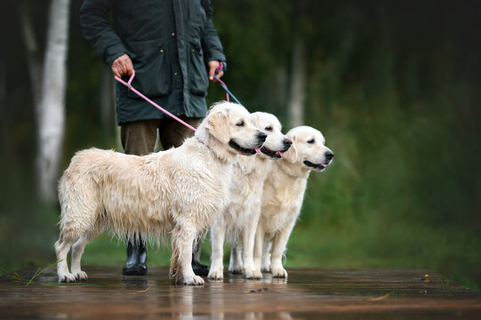 man holding three dogs on leash outdoors in the rain