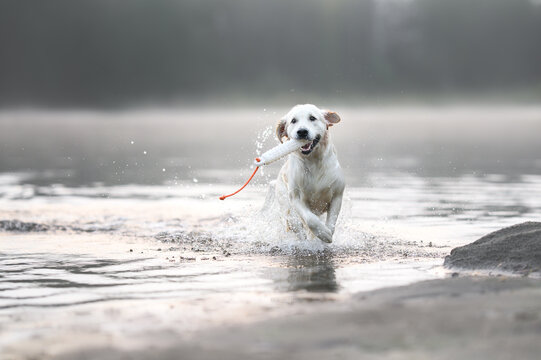 happy wet golden retriever dog fetching a dummy on a foggy morning at the lake