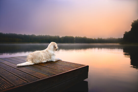 golden retriever dog at the lake at sunrise