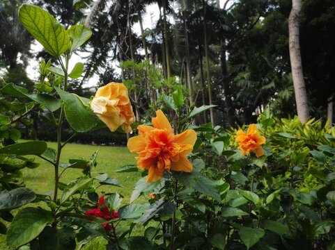 Yellow Hibiscus in blooms. Hibiscus is a genus of flowering plants in the mallow family, Malvaceae