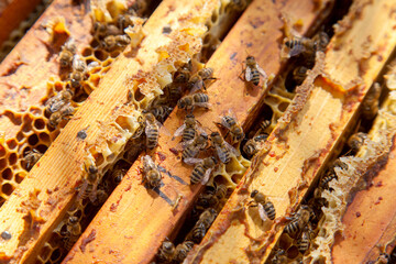 Open hive showing the bees swarming on a honeycomb..