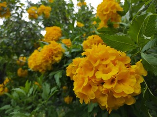 Yellow elder or Tecoma stans is a species of flowering perennial shrub in the trumpet vine family, Bignoniaceae,