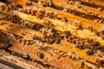 Open hive showing the bees swarming on a honeycomb..