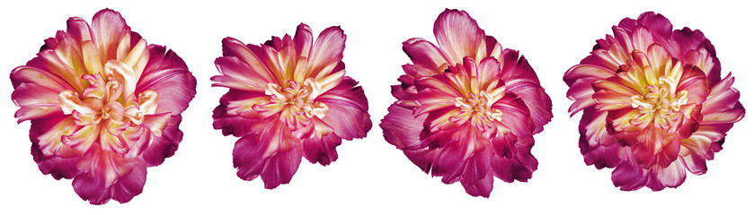 Set  purple  lowers tulips  on  isolated background with clipping path.   Closeup.  Transparent background.   Nature.