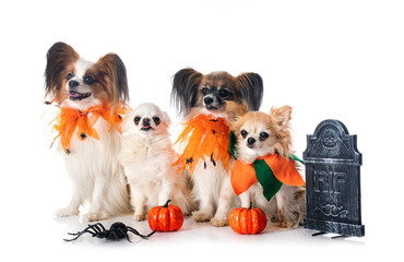 papillon dogs, chihuahuas and halloween