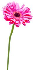 Gerbera rose sur fond blanc 