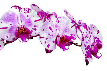 orchidée phalaenopsis , fond blanc 