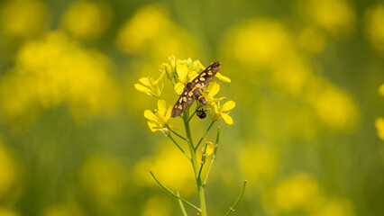 Naklejka premium This is a high-resolution natural photo. Bees are collecting honey from mustard flowers. Yellow mustard field.