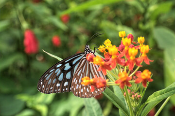 Ceylon Blue Glassy Tiger Butterfly feeding on nectar from the Tropical Milkweed Flower.