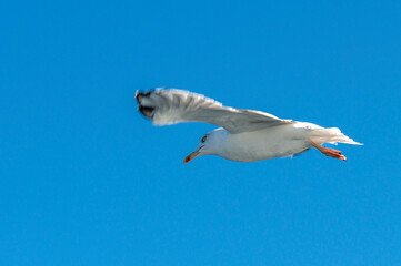 seagull in flight