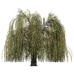Weeping Willow Tree – Front View