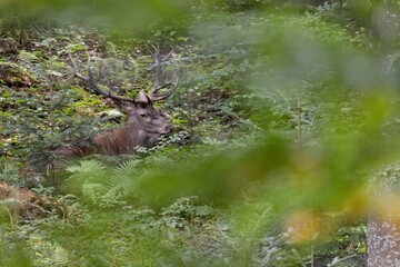 jeleń © Pawel