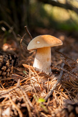 Porcini mushroom grows in pine tree forest at autumn season..