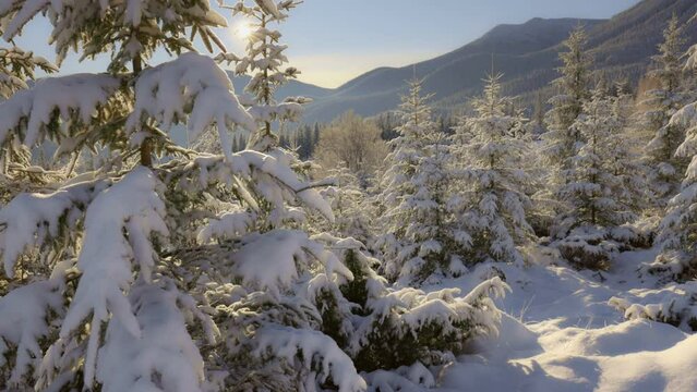 Winter forest, Winter in the mountains, sunrise in winter snowy forest. Camera moves along the snow-covered firs in the rays of the setting sun. Winter nature concept, Alps Italy