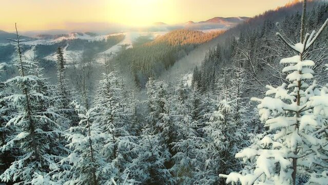 Flying over snow-covered winter trees in the mountains at sunrise. Winter nature mountains. Morning epic aerial shot of winter nature in the alps. Sunrise sky at background