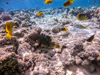 Fototapeta na wymiar Abudjubbe's wrasse (Cheilinus abudjubbe) at the Red Sea coral reef..