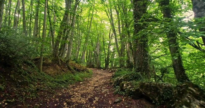Drone movement forward on a path in the beech forest. Abruzzo, Italy, Europe