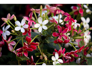 Red and white flowers