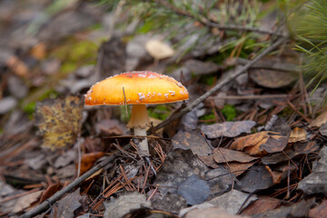 Amanita Muscaria, commonly known as the Fly Fgaric or fly amanita.