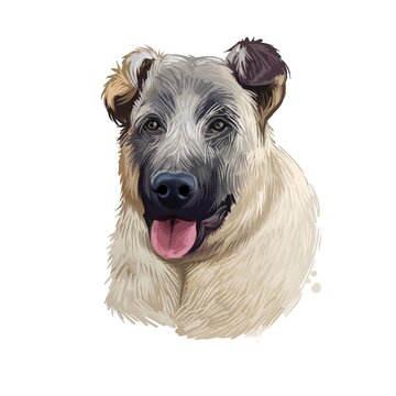 Kangal Dog, Kangal Shepherd Dog, Sivas Kangal, Turkish Kangal, Anatolian Shepherd dog digital art illustration isolated on white background. Turkey origin guardian dog. Pet hand drawn portrait.