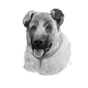 Kangal Dog, Kangal Shepherd Dog, Sivas Kangal, Turkish Kangal, Anatolian Shepherd dog digital art illustration isolated on white background. Turkey origin guardian dog. Pet hand drawn portrait.